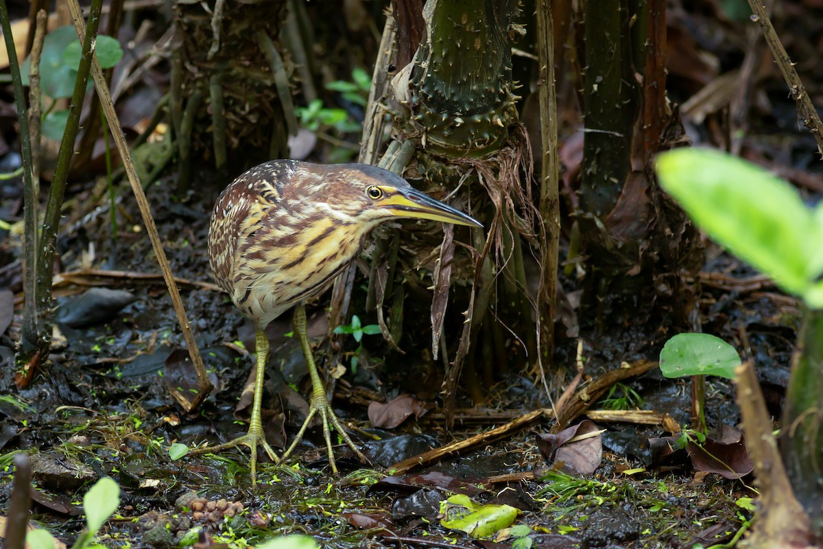 Schrenck's Bittern - ML636141176