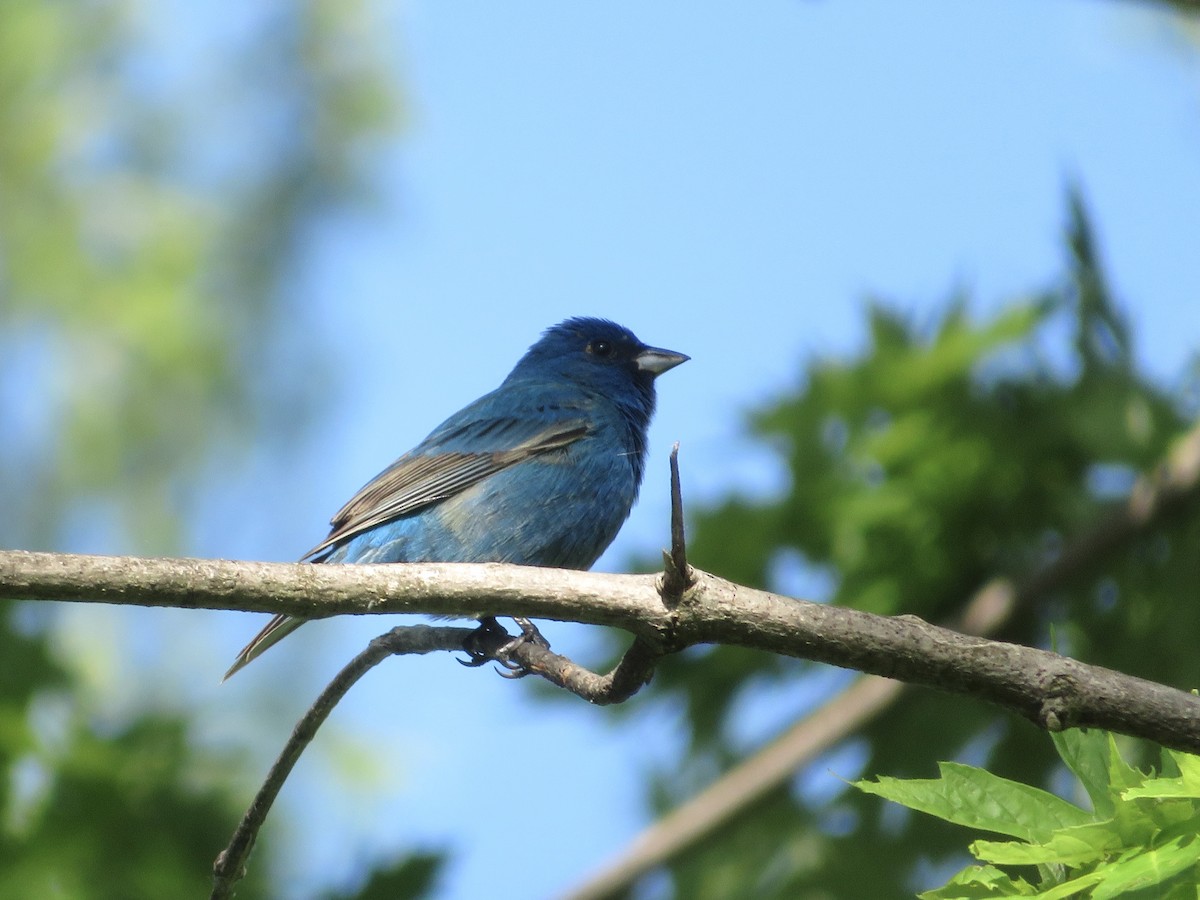 Indigo Bunting - ML636141178