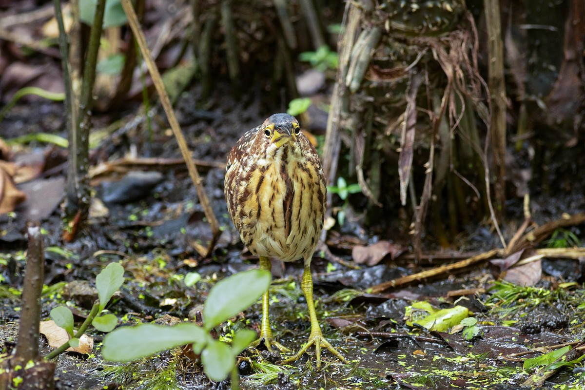Schrenck's Bittern - ML636141181