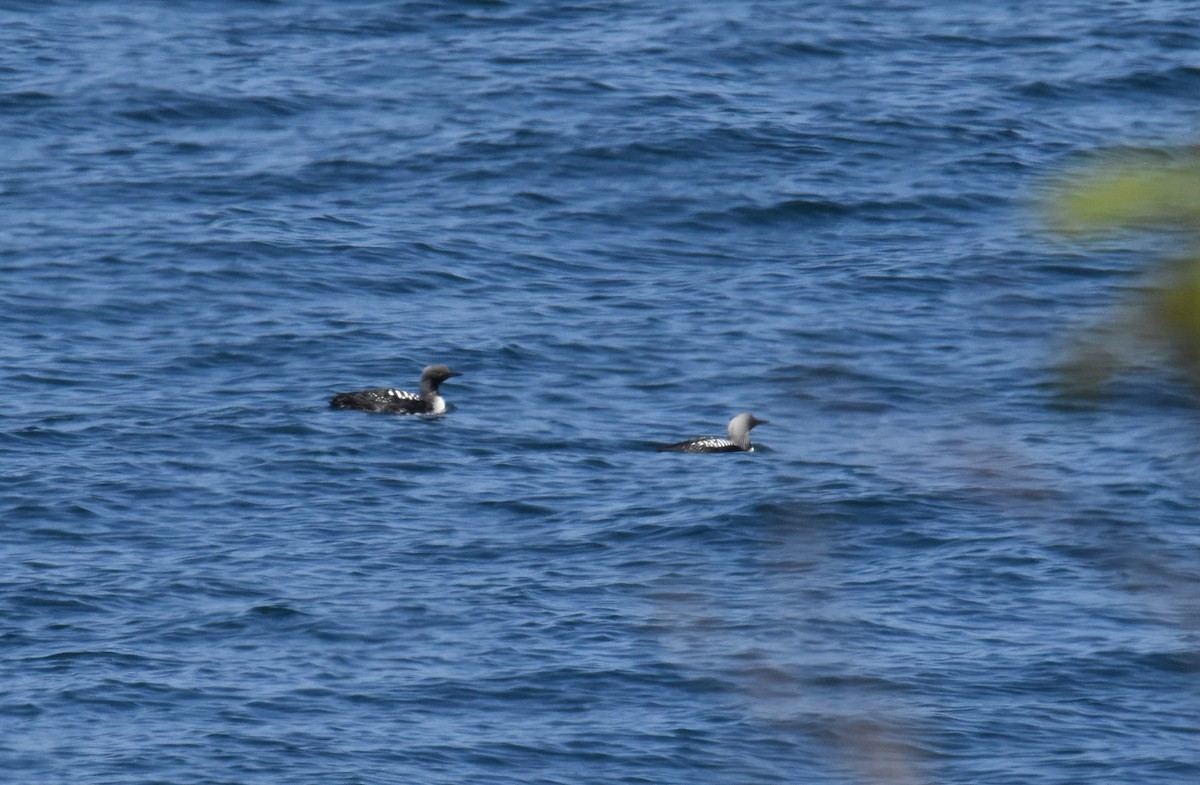 Pacific Loon - ML636141195