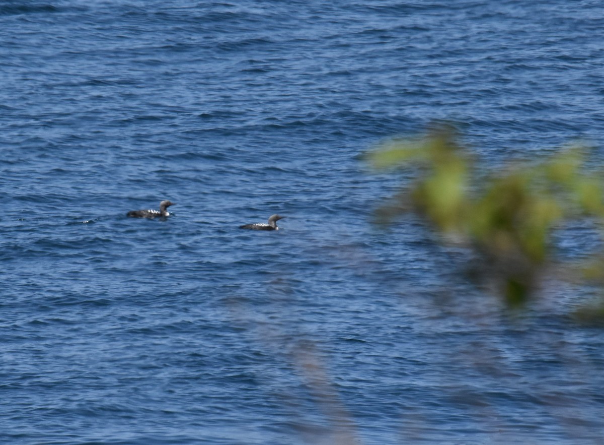 Pacific Loon - ML636141196
