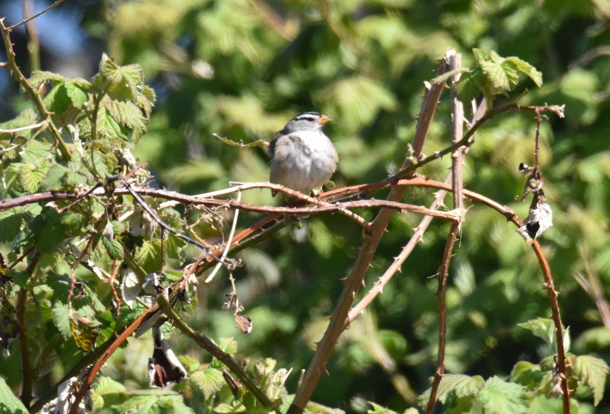 White-crowned Sparrow - ML636141229