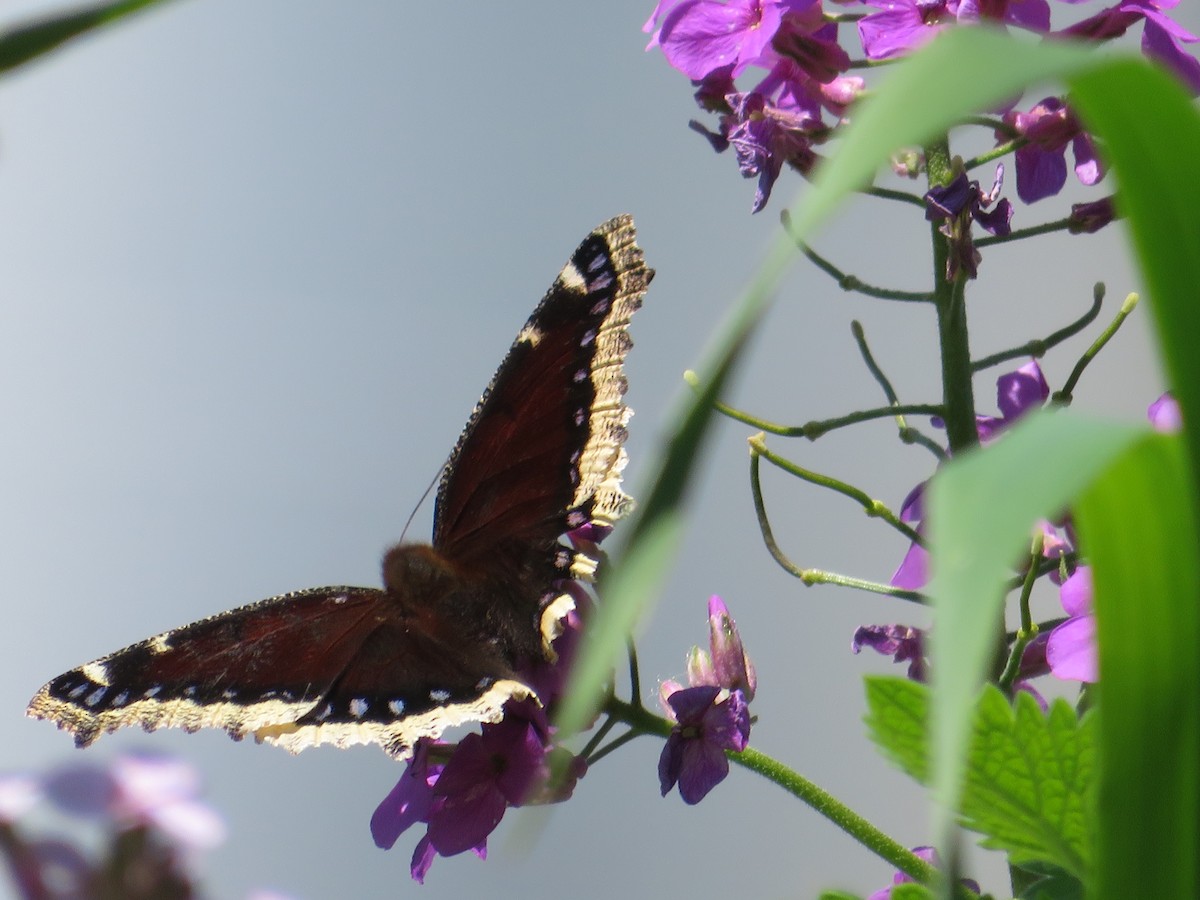Mourning Cloak - ML636141240