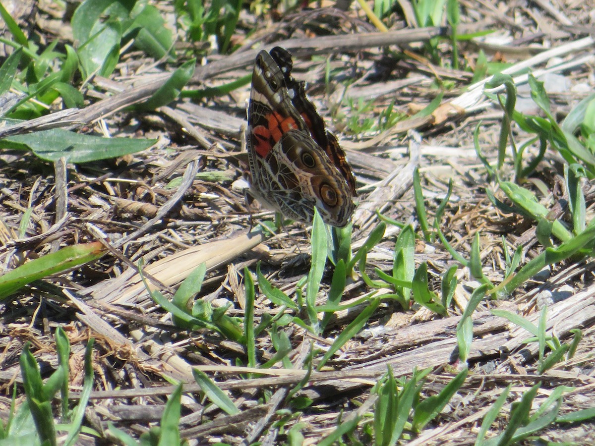 American Lady - ML636141241