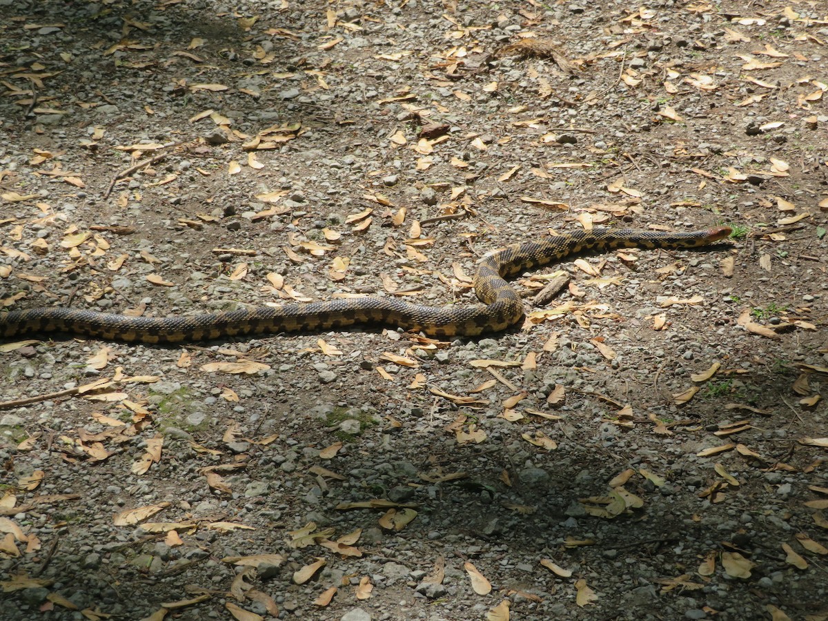 Eastern Foxsnake - ML636141242