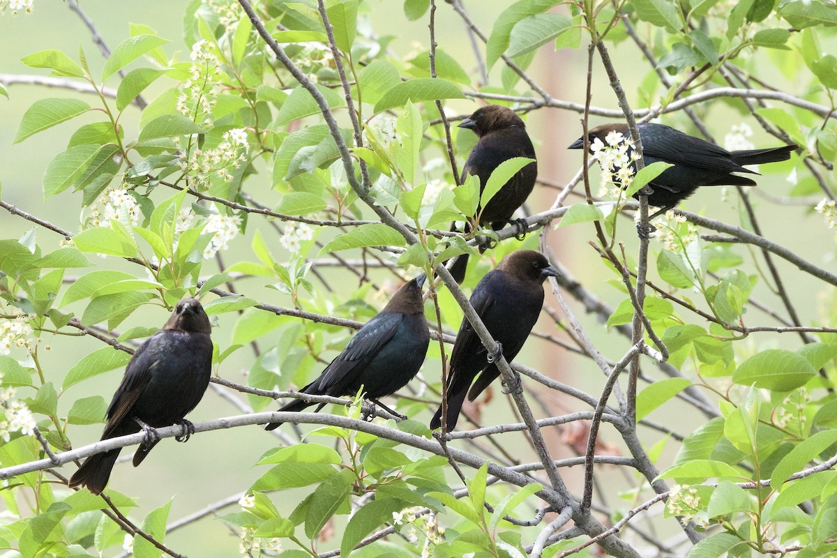 Brown-headed Cowbird - ML636141246