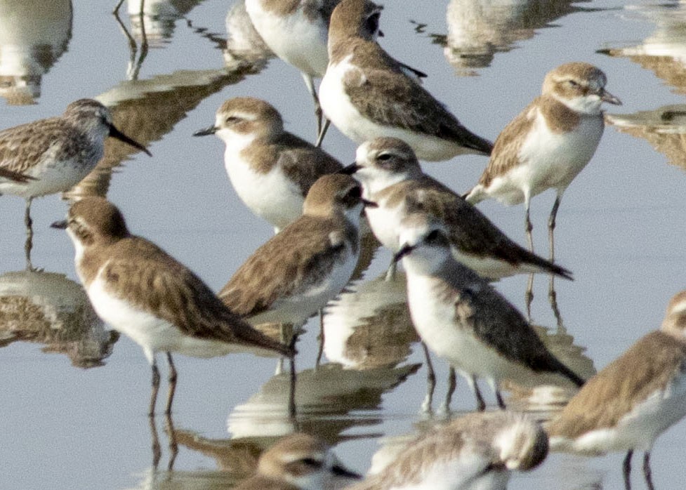 Siberian/Tibetan Sand-Plover - ML636141261