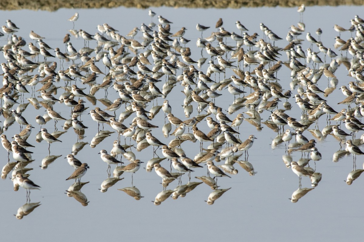 Siberian/Tibetan Sand-Plover - ML636141262