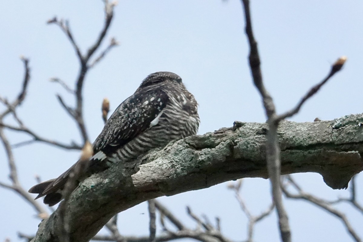 Common Nighthawk - ML636141283