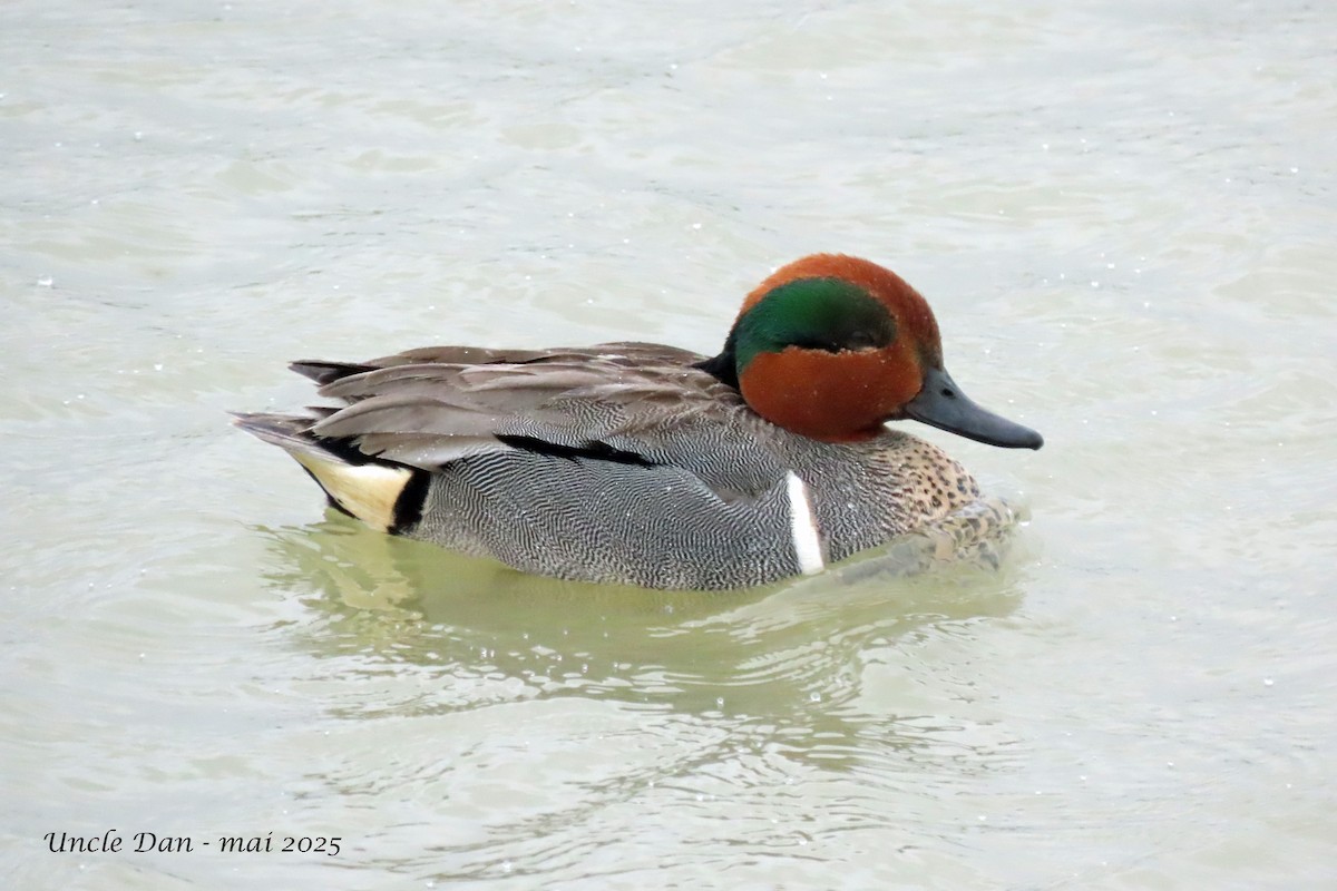 Green-winged Teal - ML636141296