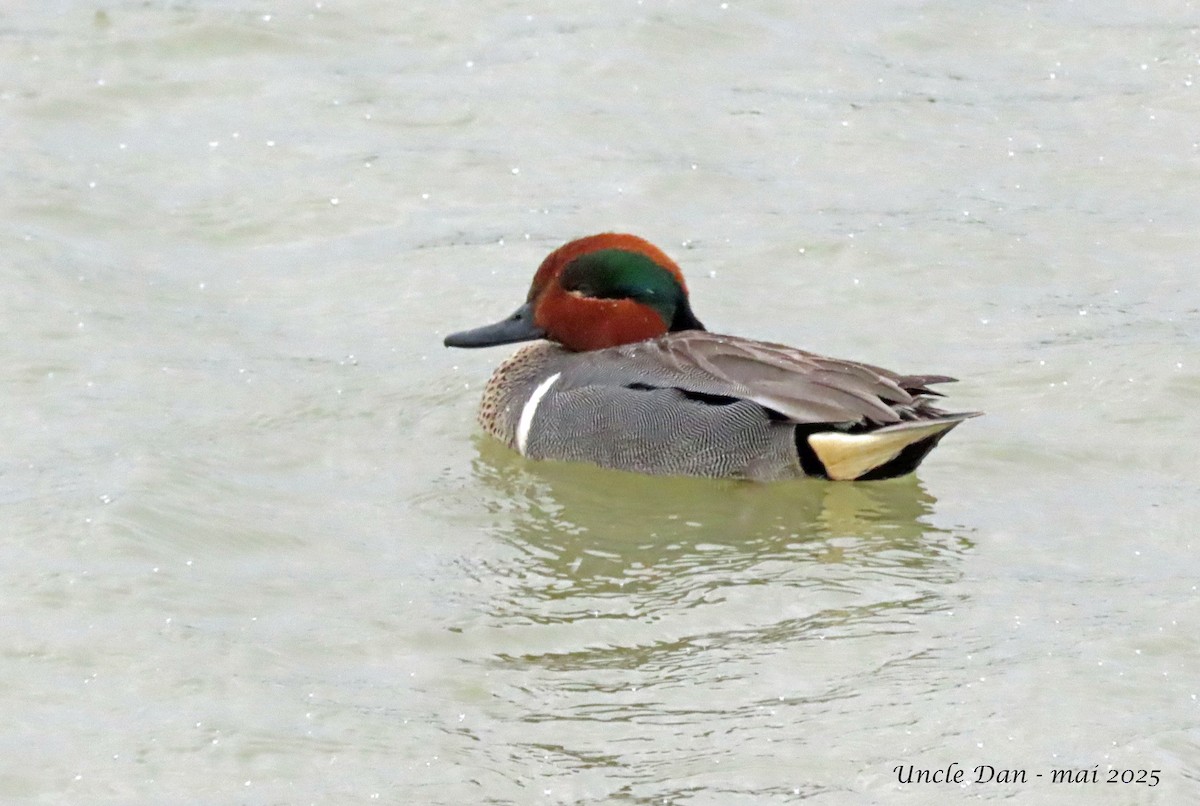 Green-winged Teal - ML636141297