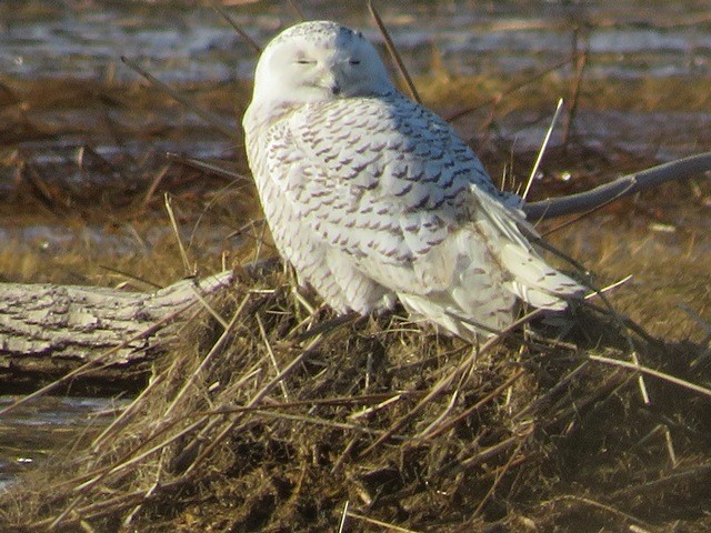 Snowy Owl - ML636141518