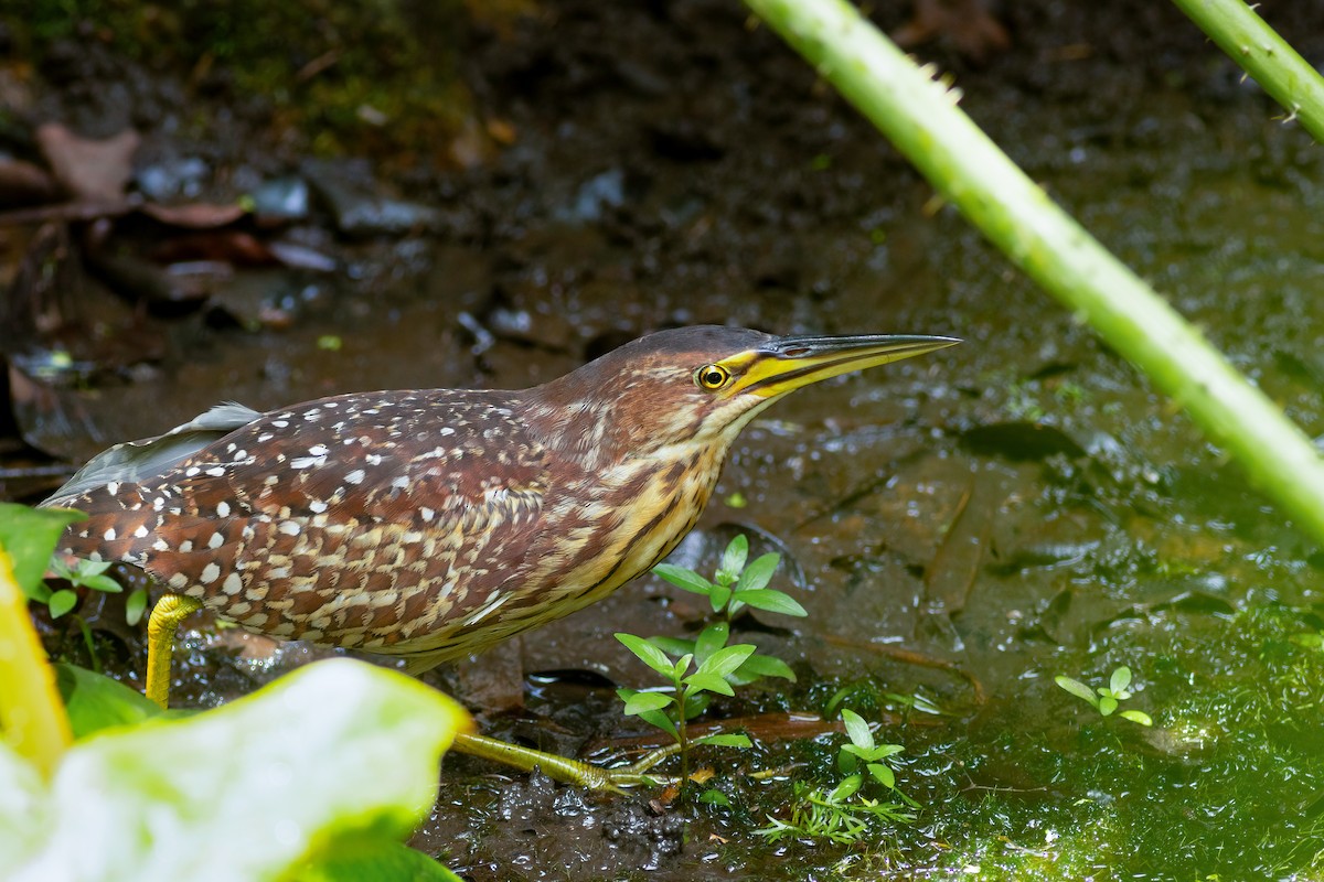 Schrenck's Bittern - ML636141545