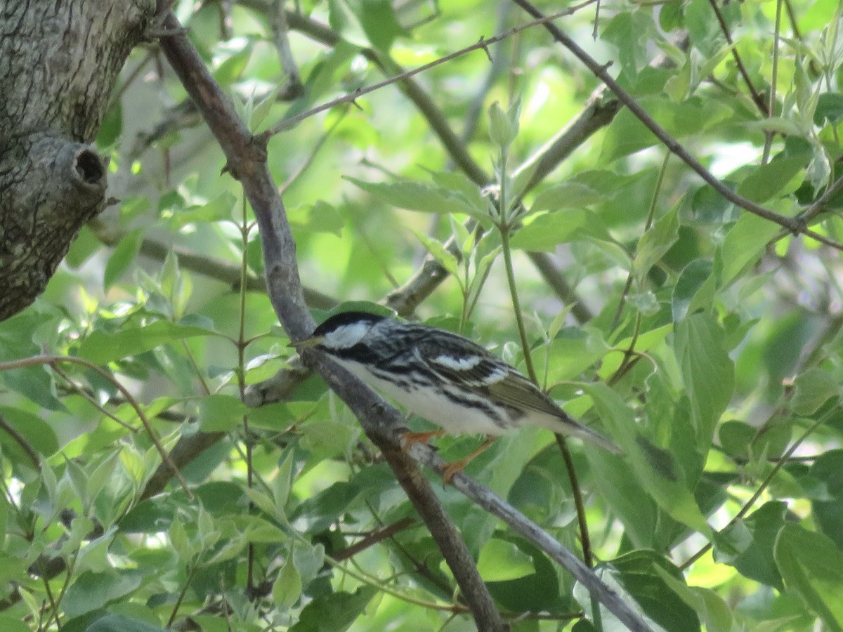 Blackpoll Warbler - ML636141585