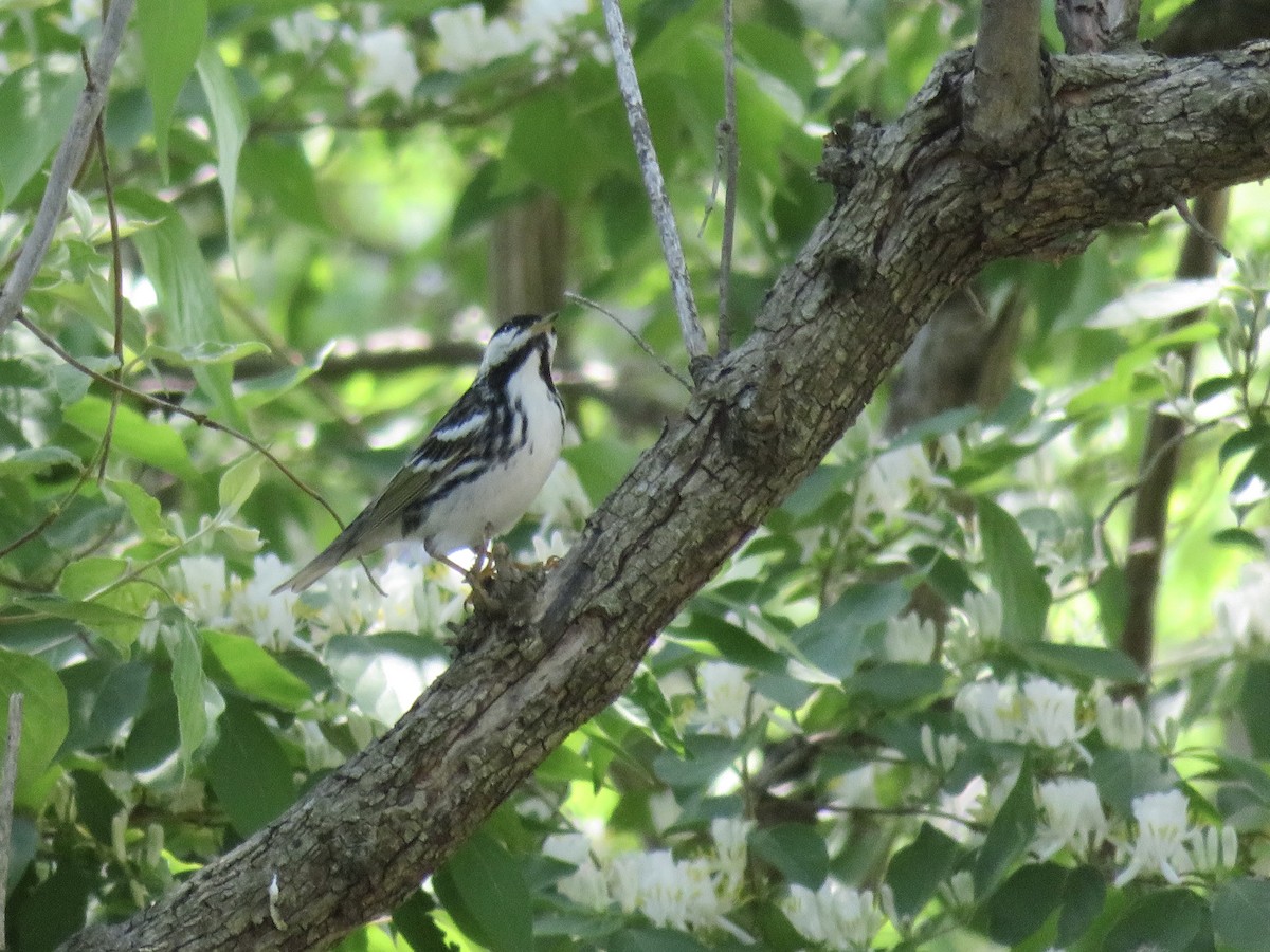 Blackpoll Warbler - ML636141587