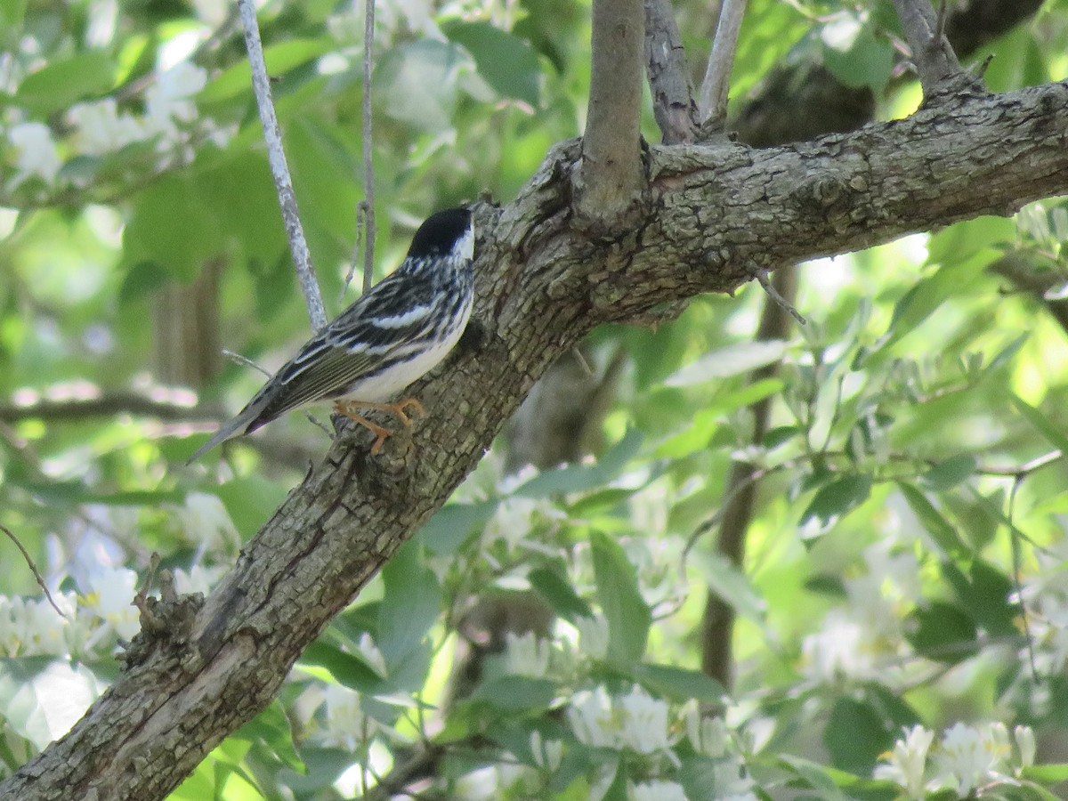 Blackpoll Warbler - ML636141589