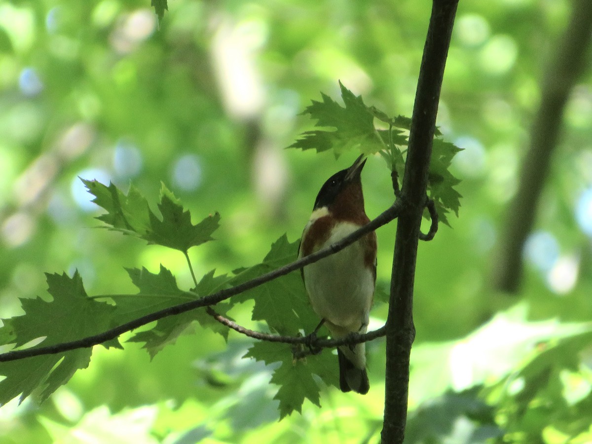 Bay-breasted Warbler - ML636141623