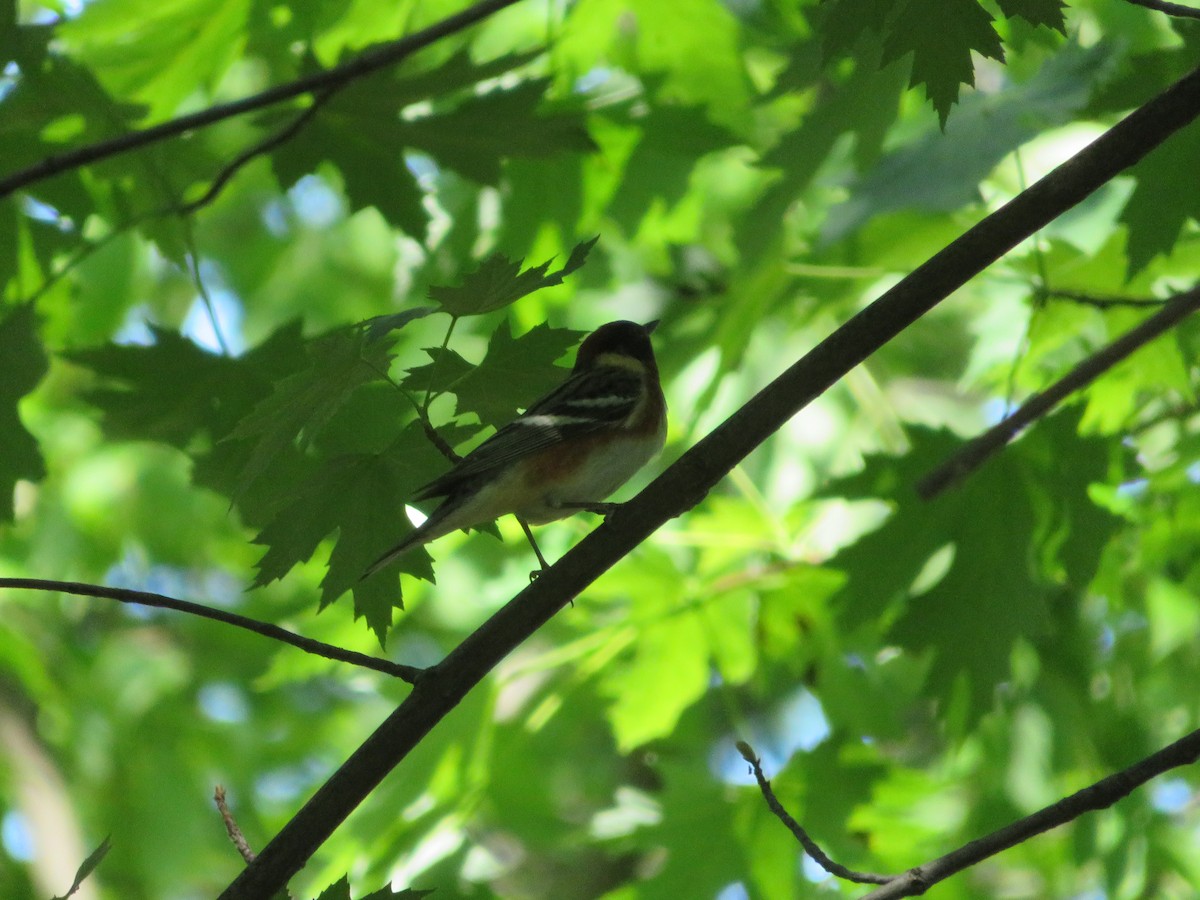 Bay-breasted Warbler - ML636141624
