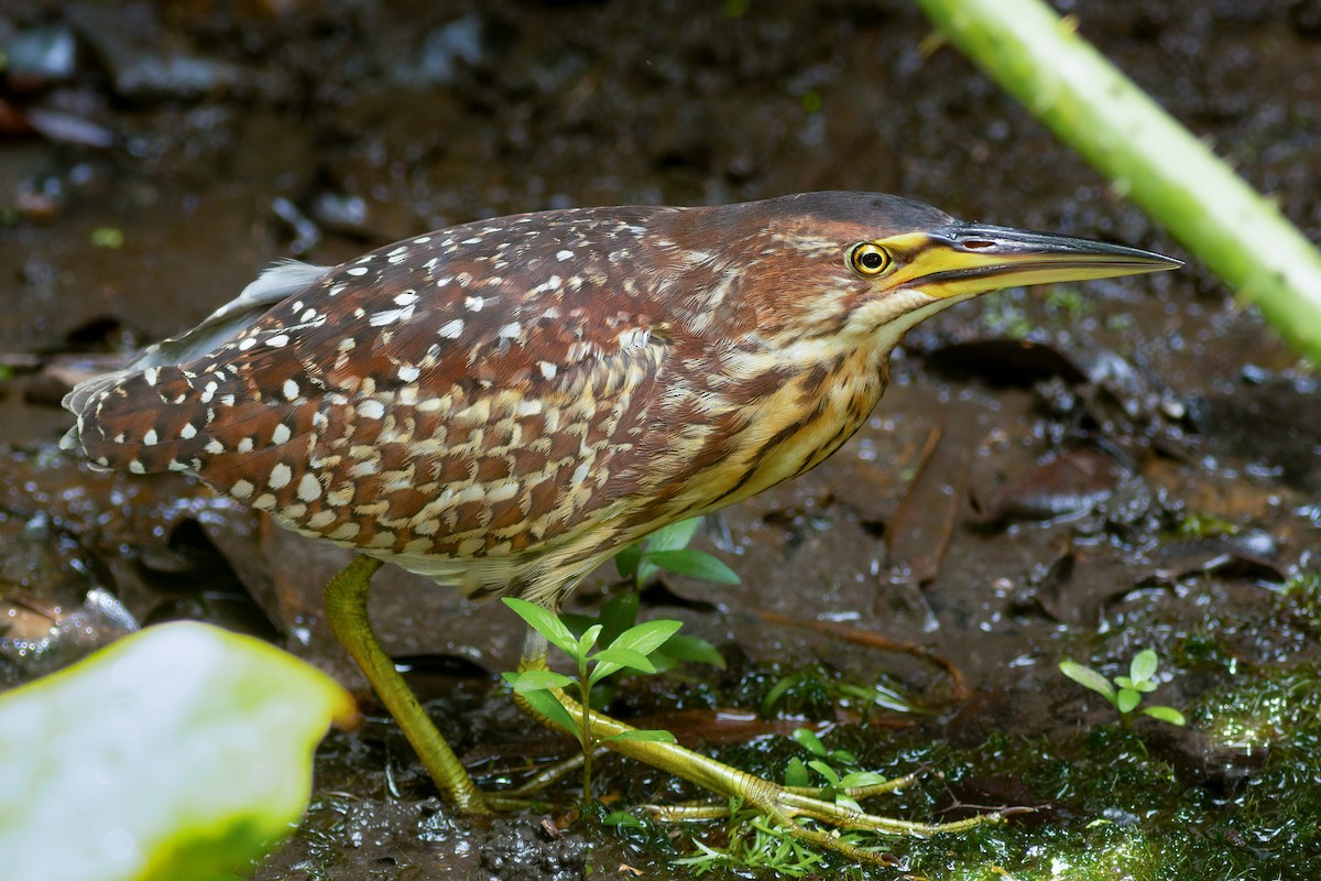 Schrenck's Bittern - ML636141633