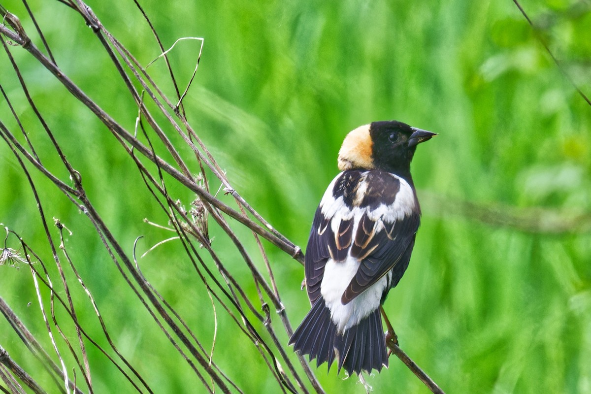 Bobolink - ML636141672