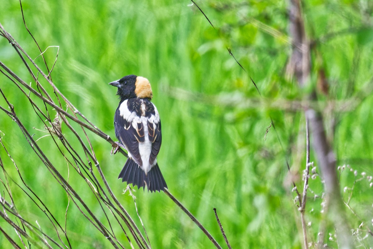 Bobolink - ML636141673