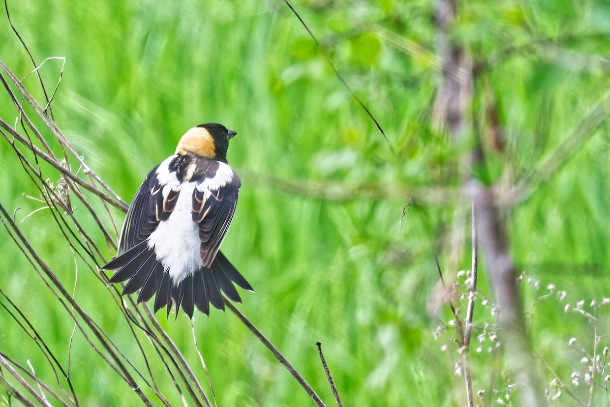 Bobolink - ML636141674