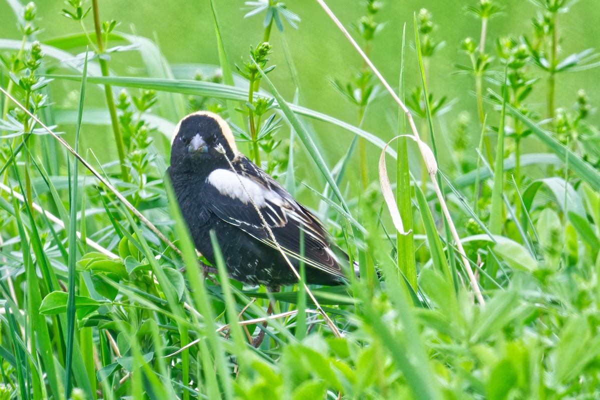 Bobolink - ML636141675