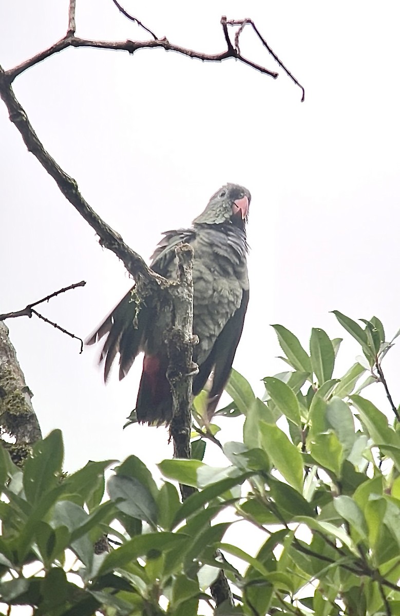 Red-billed Parrot - ML636141717