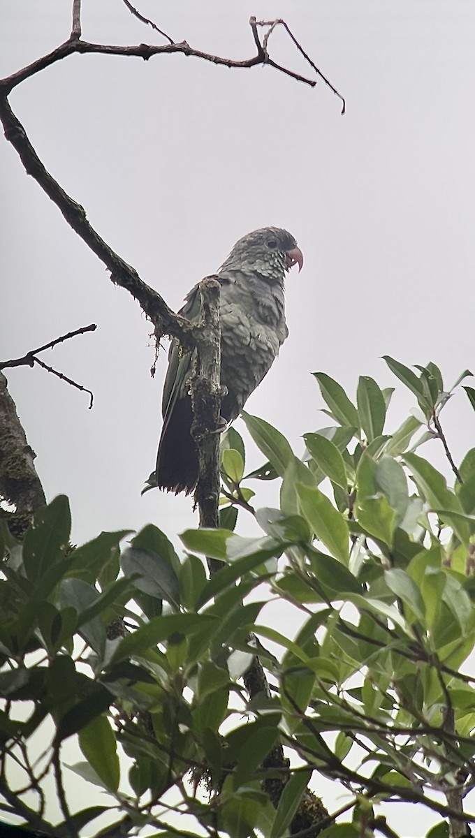 Red-billed Parrot - ML636141718