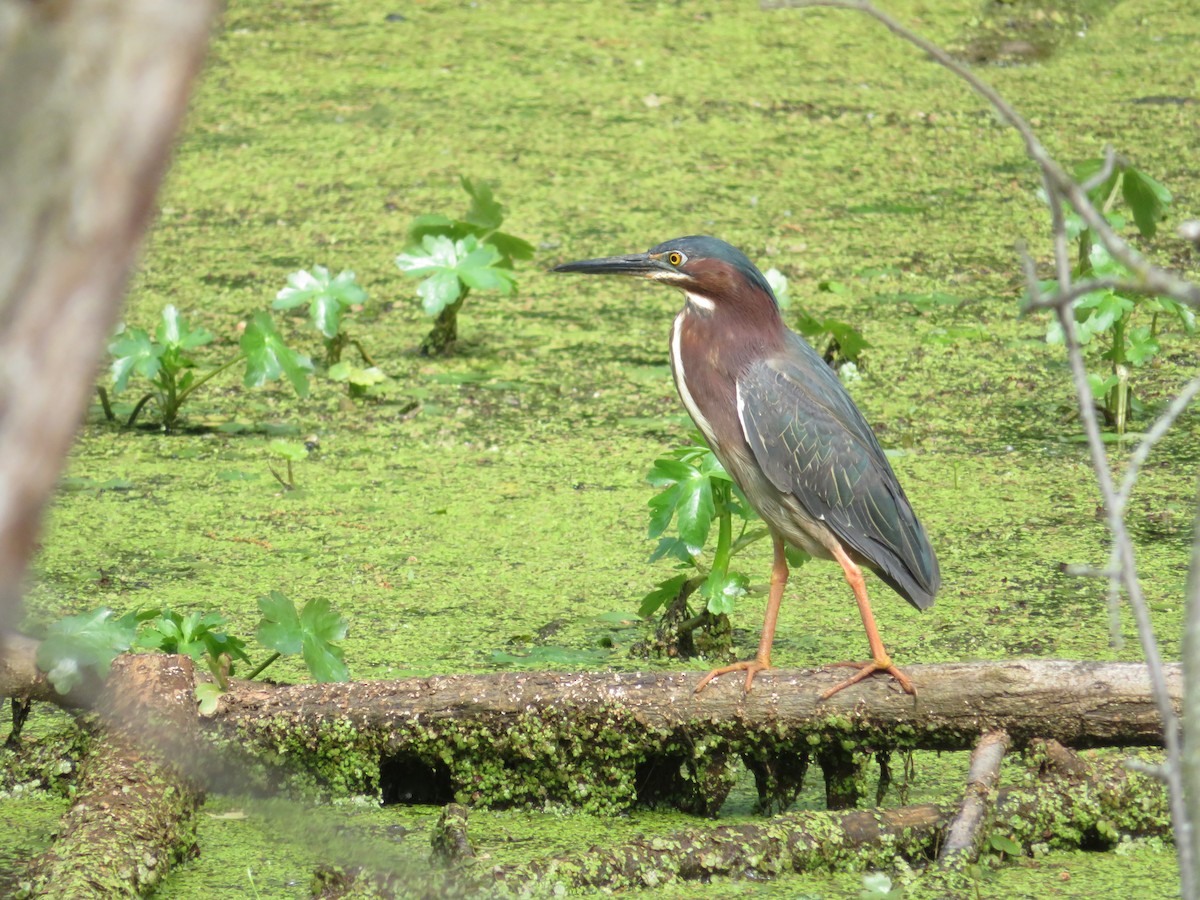 Green Heron - ML636141732