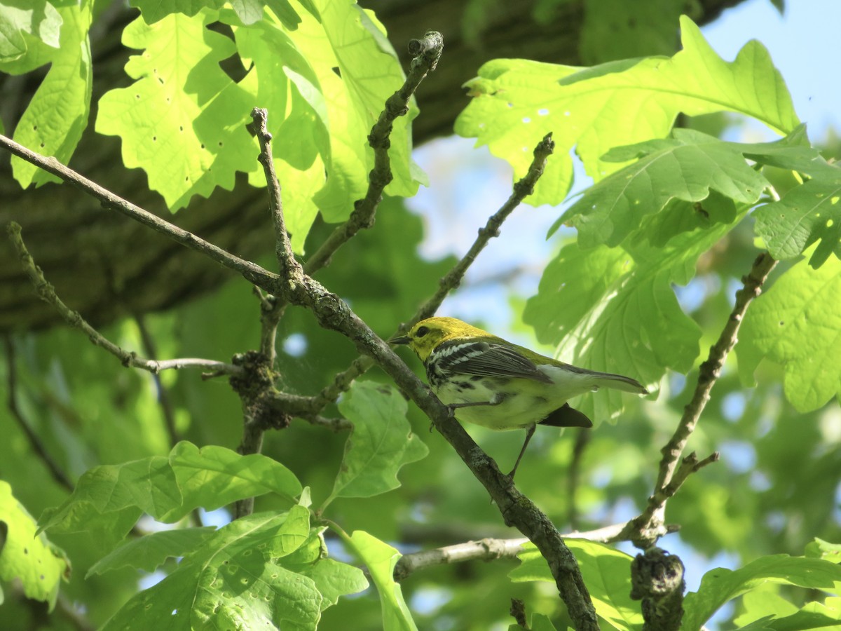 Black-throated Green Warbler - ML636141742