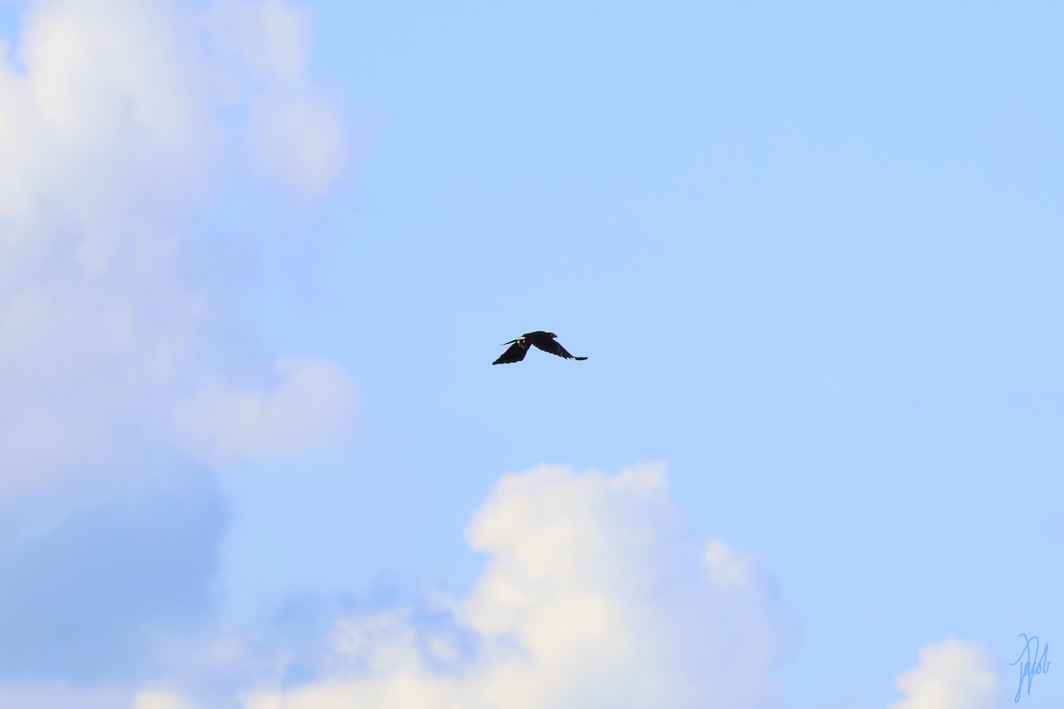 Black Caracara - ML636141745