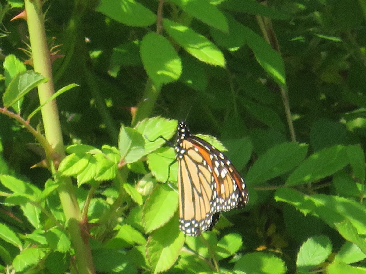 Monarch - ML636141757