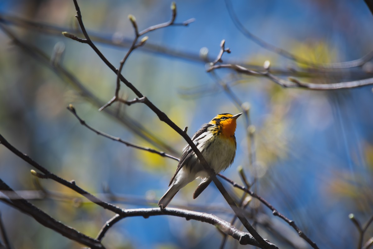 Blackburnian Warbler - ML636141975