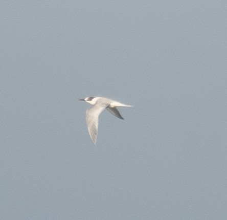 Sandwich Tern - ML636142088