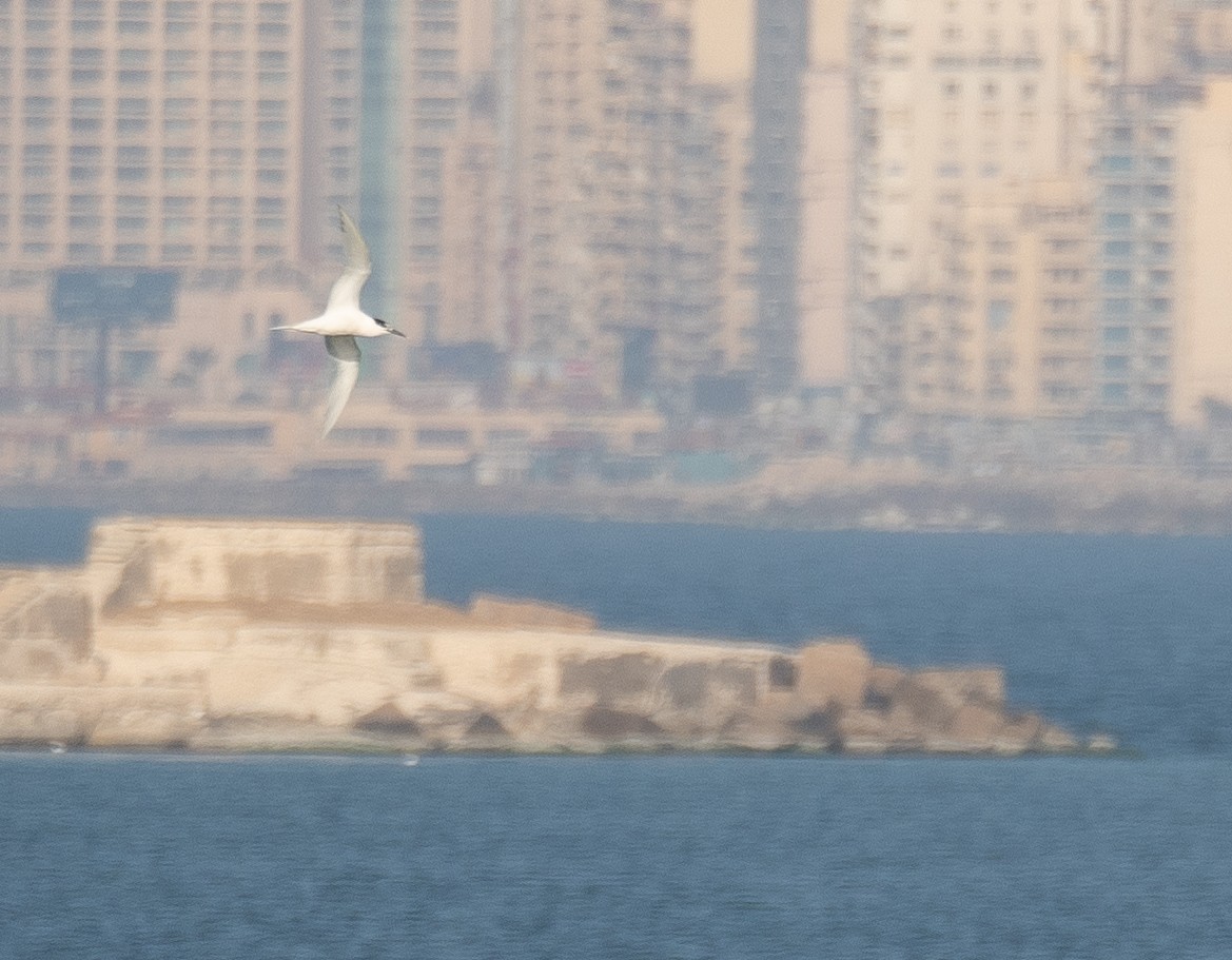 Sandwich Tern - ML636142089