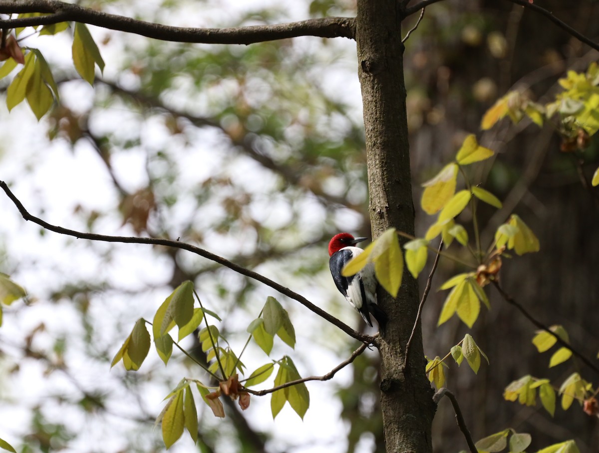 Red-headed Woodpecker - ML636142132