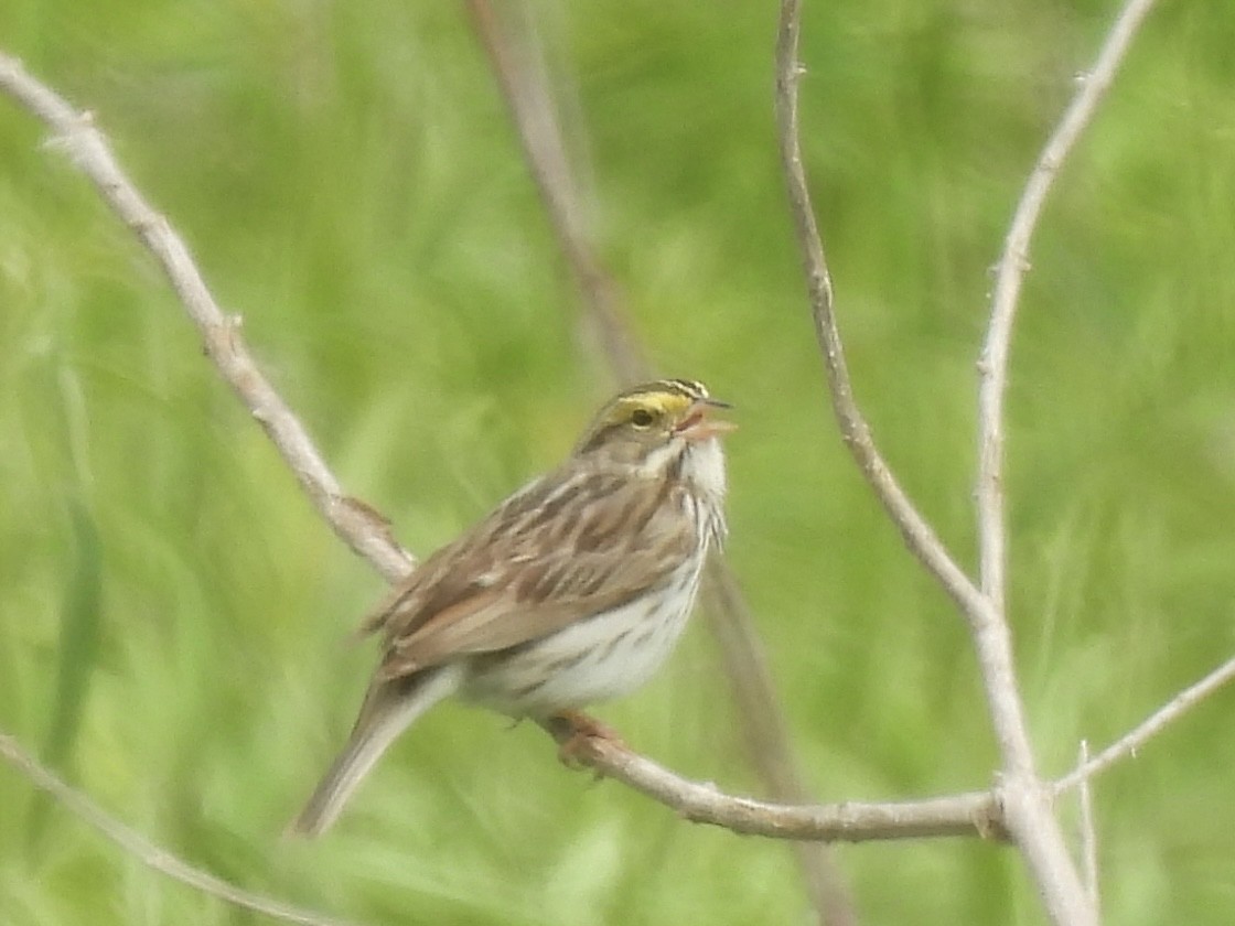 Savannah Sparrow - ML636142137