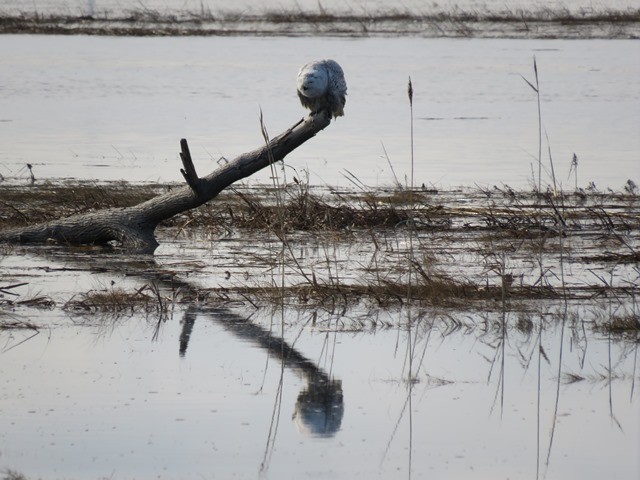 Snowy Owl - ML636142234