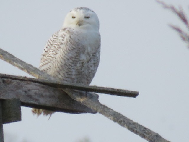 Snowy Owl - ML636142247