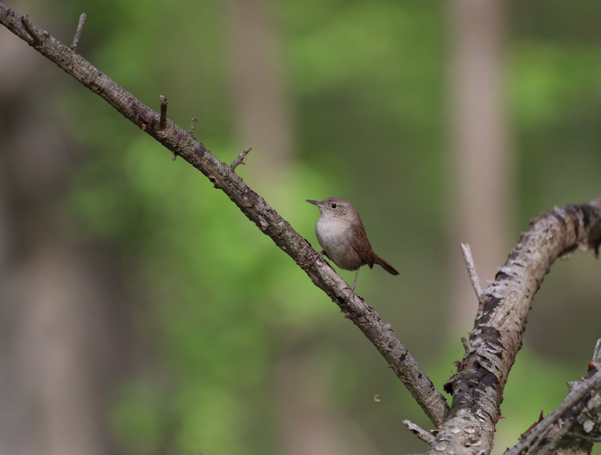 Northern House Wren - ML636142347