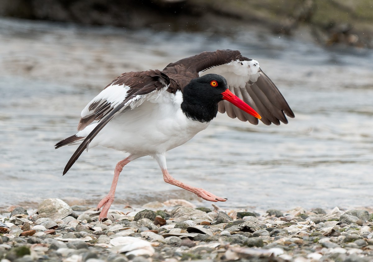 American Oystercatcher - ML636142374