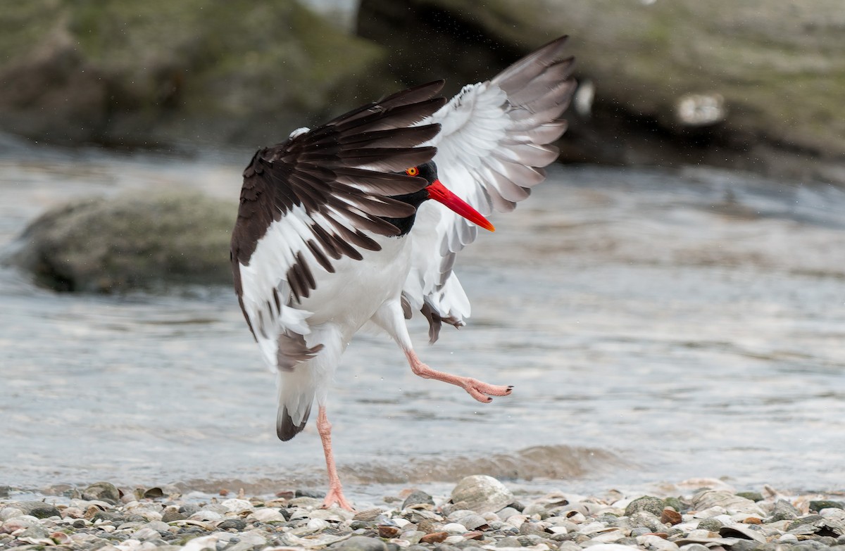 American Oystercatcher - ML636142375