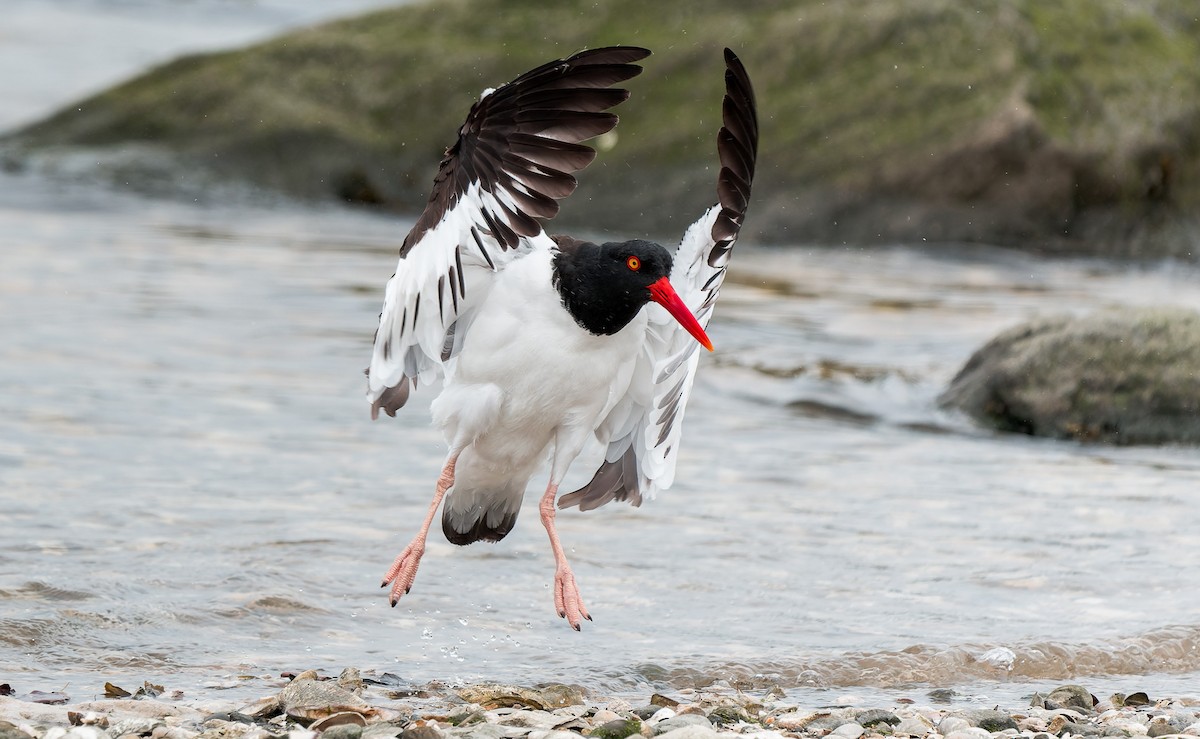 American Oystercatcher - ML636142376