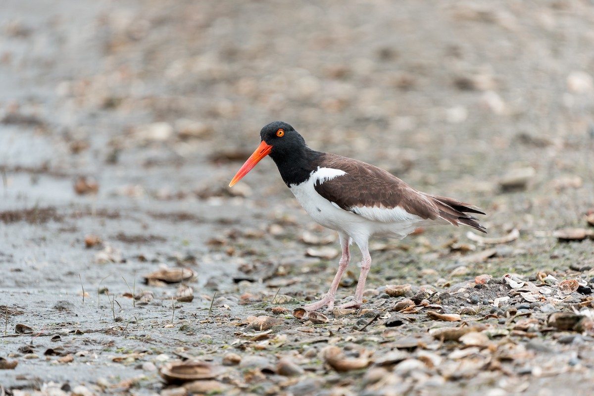 American Oystercatcher - ML636142377