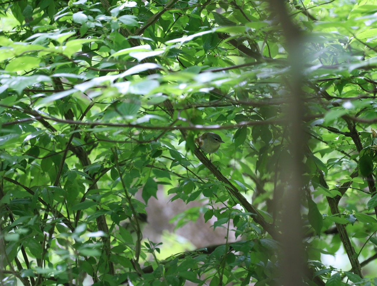 Red-eyed Vireo - ML636142429