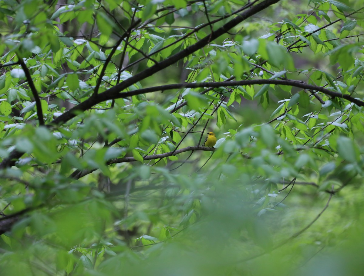 Blue-winged Warbler - ML636142488
