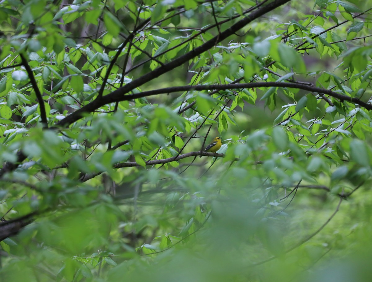 Blue-winged Warbler - ML636142493
