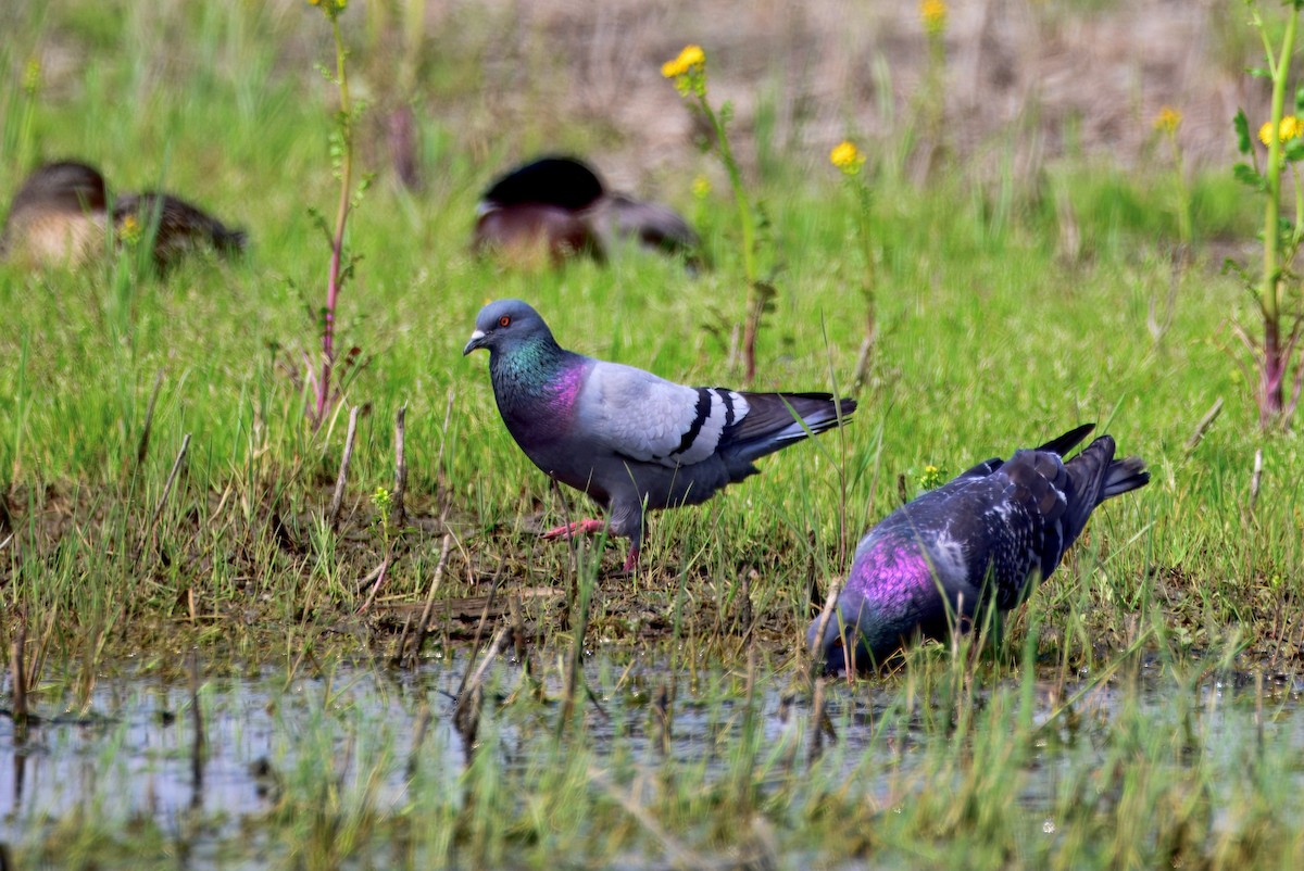 holub skalní (domácí) - ML636142494