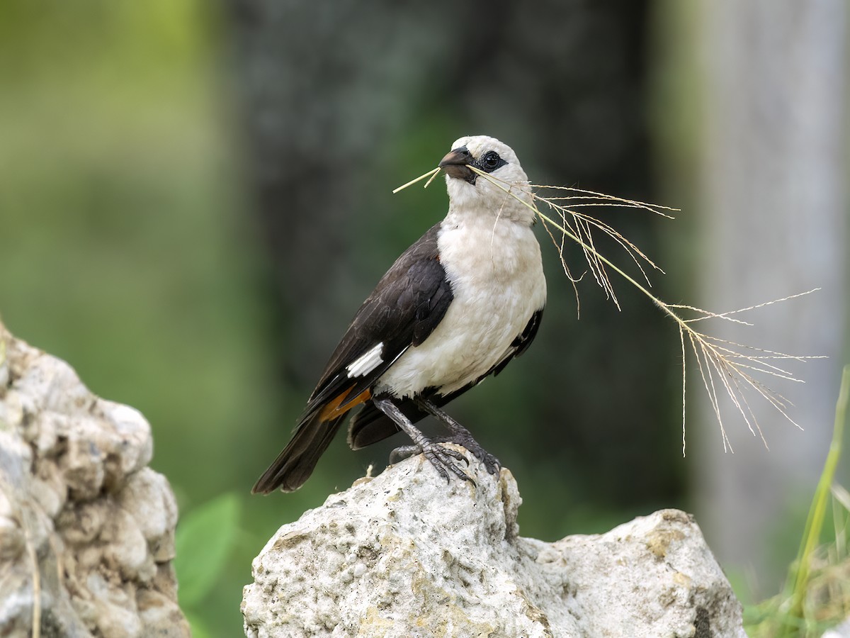 White-headed Buffalo-Weaver - ML636142496